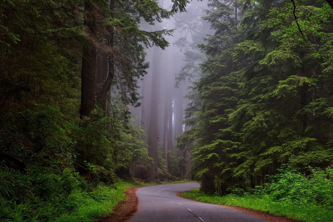 trees-1587301_1280