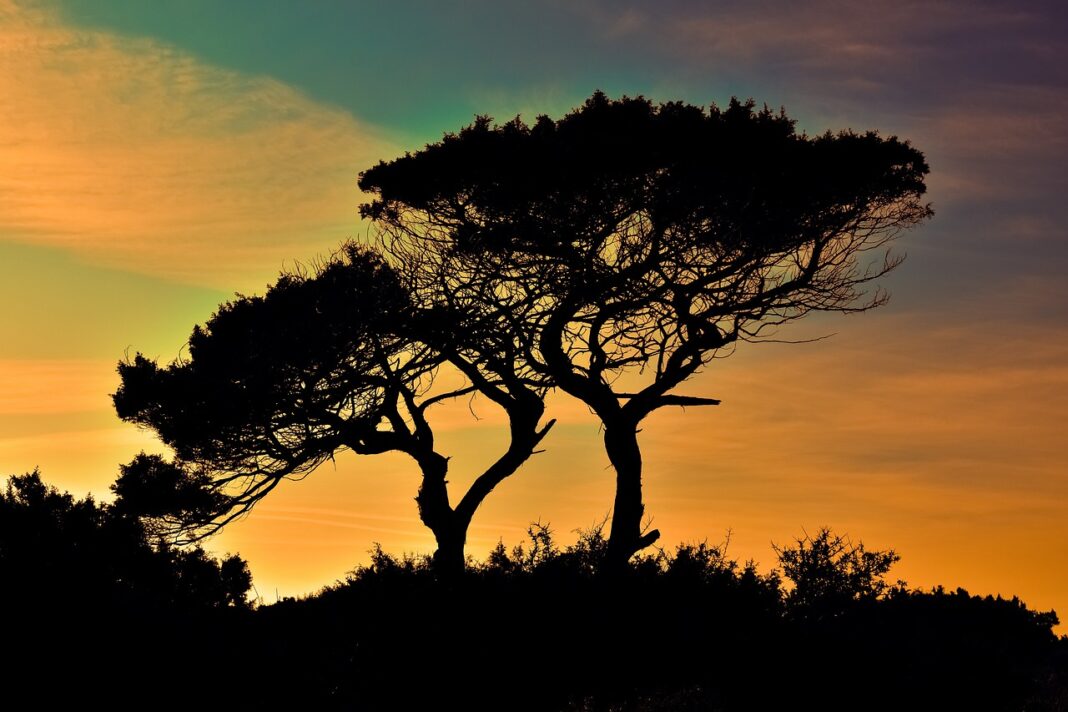trees-1990939_1280