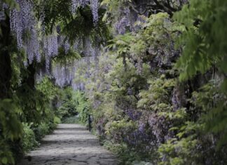 Historia Ogrodów: Eksploracja Projektowania Ogrodów na Przestrzeni Wieków