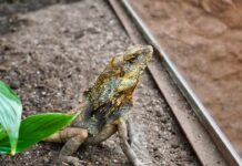 Bezpieczne podłoże dla gekona lamparciego: wybór