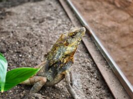 Bezpieczne podłoże dla gekona lamparciego: wybór